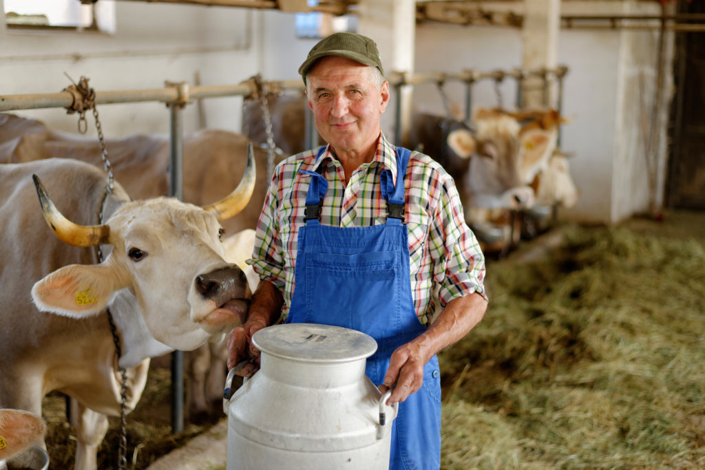 Milchbauer im Kuhstall