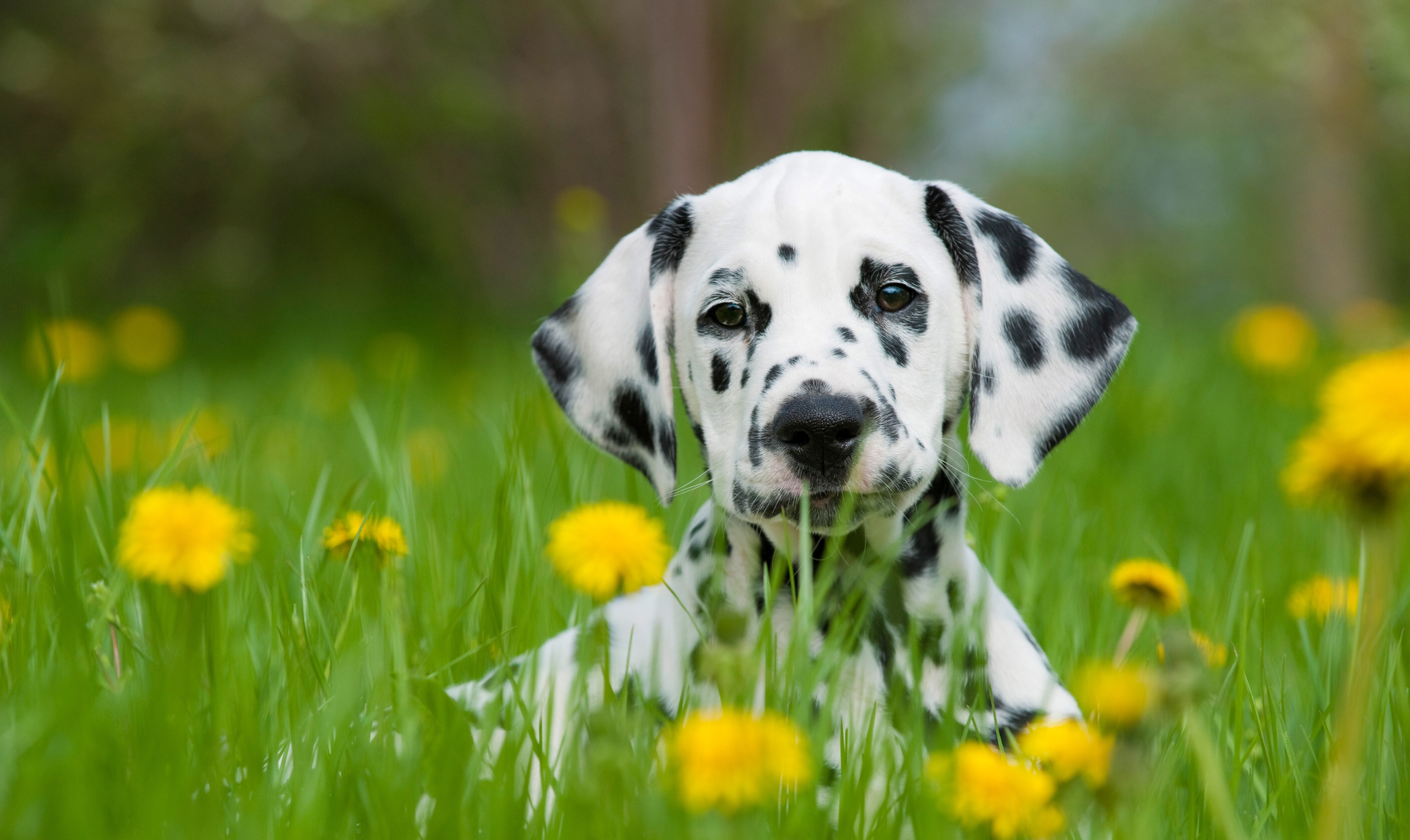 Bauernhfe fr Urlaub mit Hund