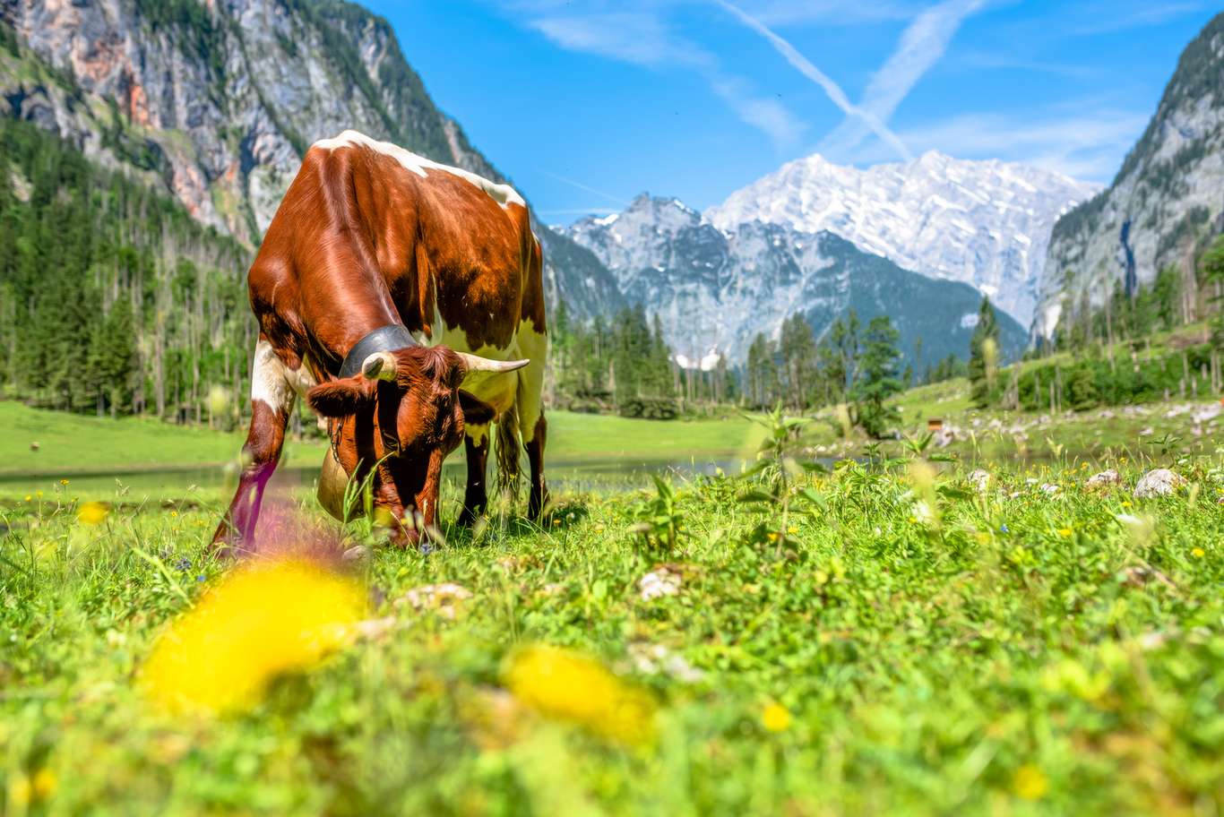 Urlaub auf dem Bauernhof